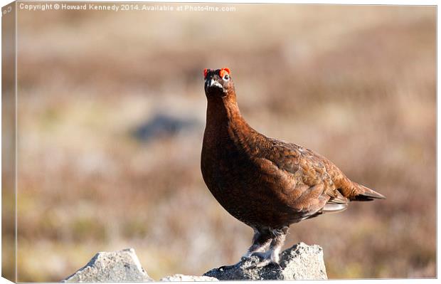 Red Grouse Canvas Print by Howard Kennedy