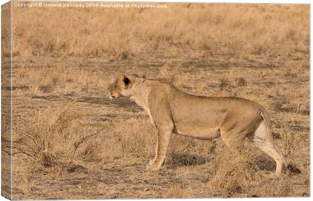 Lioness stalking Canvas Print by Howard Kennedy