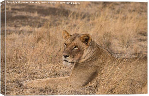 Lioness waiting Canvas Print by Howard Kennedy