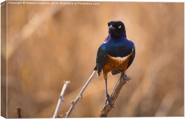 Superb Starling Canvas Print by Howard Kennedy