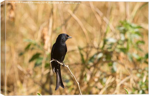 Fork-Tailed Drongo Canvas Print by Howard Kennedy