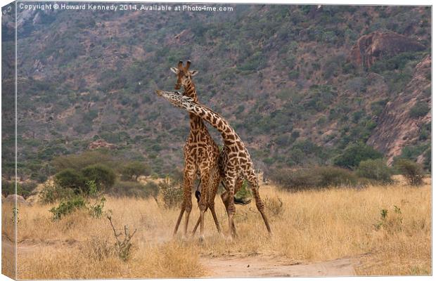Masai Giraffe bulls fighting Canvas Print by Howard Kennedy