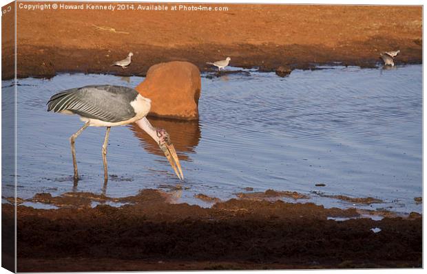 Maribou Stork hunting Canvas Print by Howard Kennedy