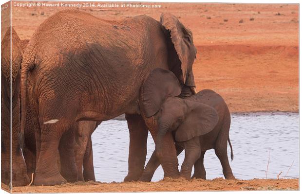 Baby Elephant playing with Mum Canvas Print by Howard Kennedy