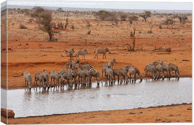 Zebras at the bar Canvas Print by Howard Kennedy