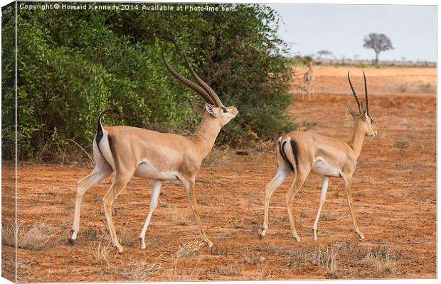 Grant's Gazelle male courting female Canvas Print by Howard Kennedy