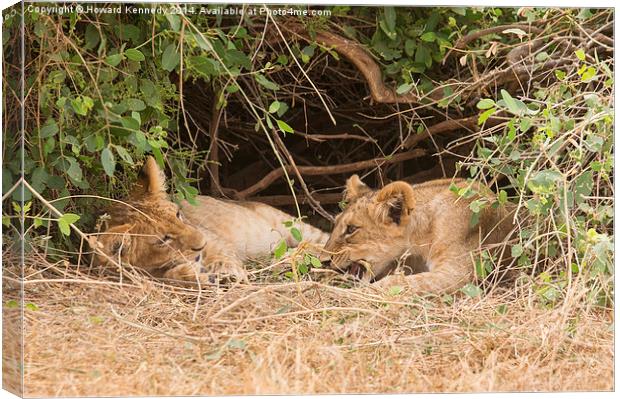 Lion cubs under bush Canvas Print by Howard Kennedy
