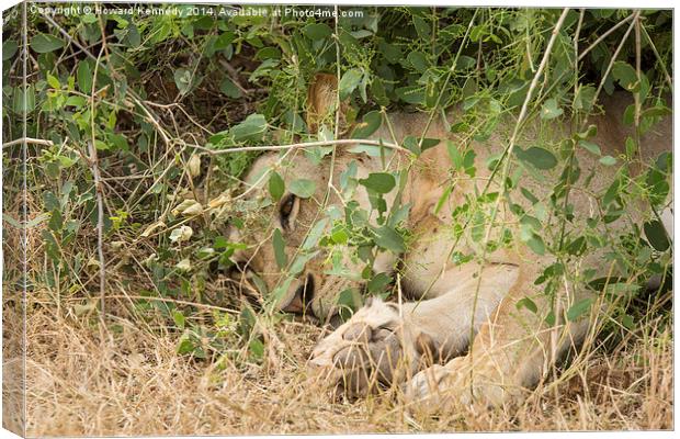 Lioness resting under a bush Canvas Print by Howard Kennedy
