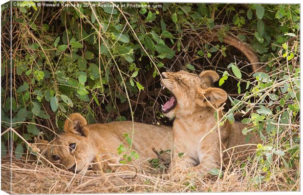Lion cubs resting under a bush Canvas Print by Howard Kennedy