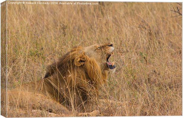 Lion Yawning Canvas Print by Howard Kennedy