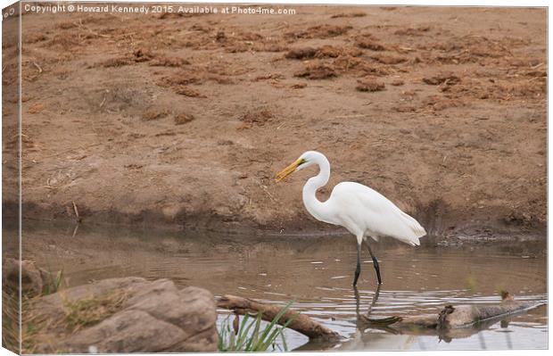 Great Egret Canvas Print by Howard Kennedy