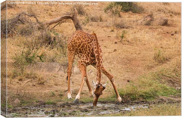  Giraffe drinking Canvas Print by Howard Kennedy