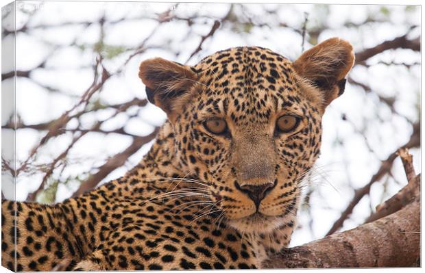 The Leopard's Stare Canvas Print by Howard Kennedy