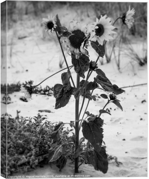 Beach Sunflower Canvas Print by Miguel Herrera