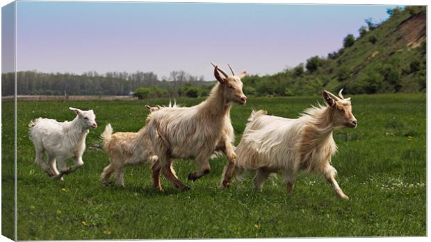 Jogging goats Canvas Print by Paul Piciu-Horvat