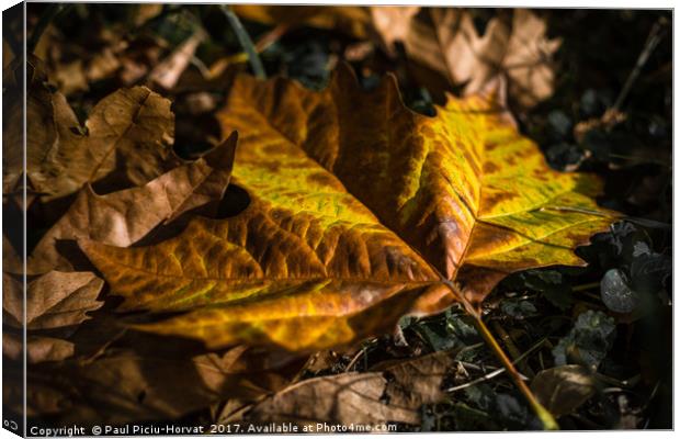 Leaf Portrait Canvas Print by Paul Piciu-Horvat