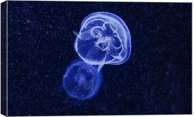 Blue Jellyfish Canvas Print by Paul Piciu-Horvat