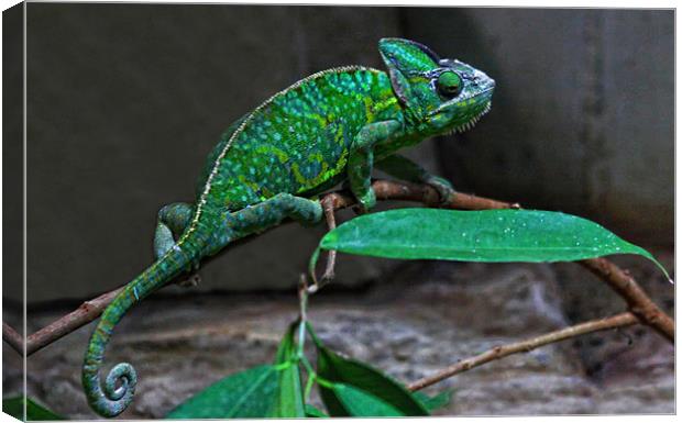 Chameleon Canvas Print by Paul Piciu-Horvat