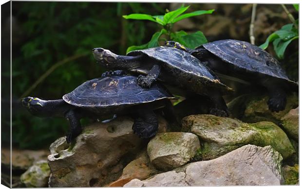 Turtle trio Canvas Print by Paul Piciu-Horvat