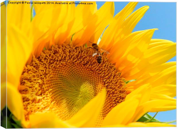  The Bee and the Sunflower Canvas Print by Paola Iacopetti