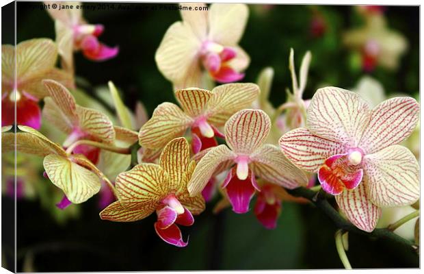  Orchids Canvas Print by Jane Emery