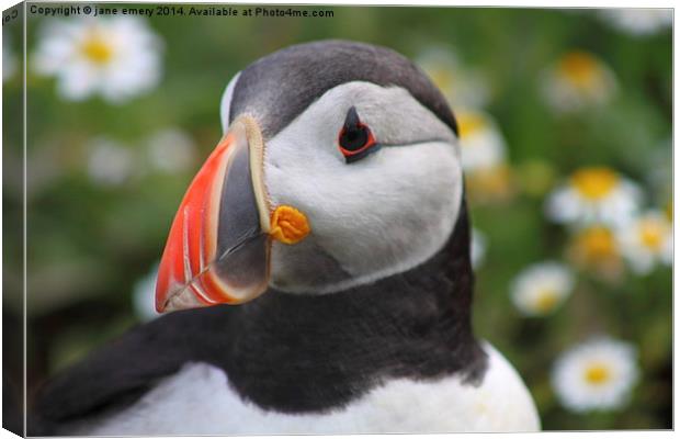  Puffin Canvas Print by Jane Emery