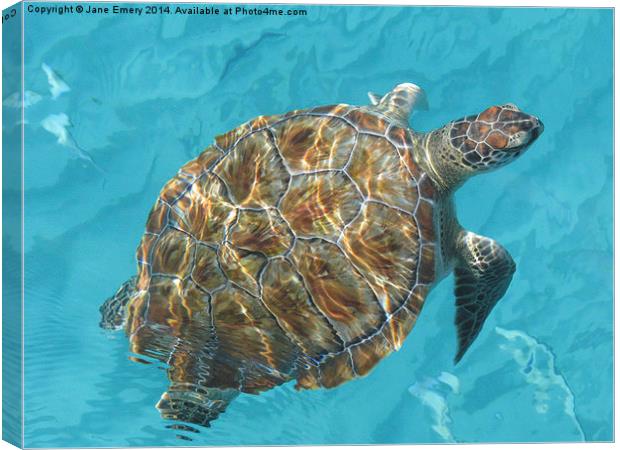  Turtle Canvas Print by Jane Emery