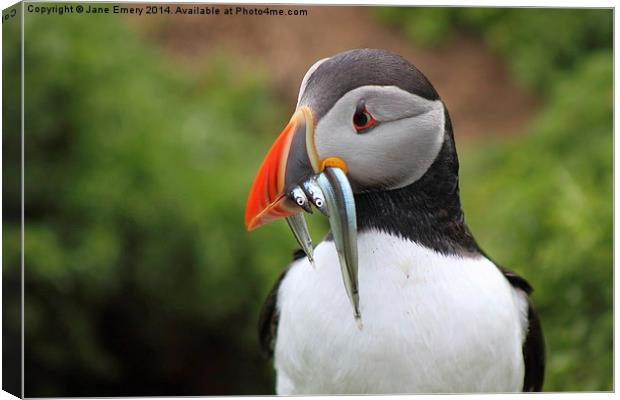 Puffin Canvas Print by Jane Emery