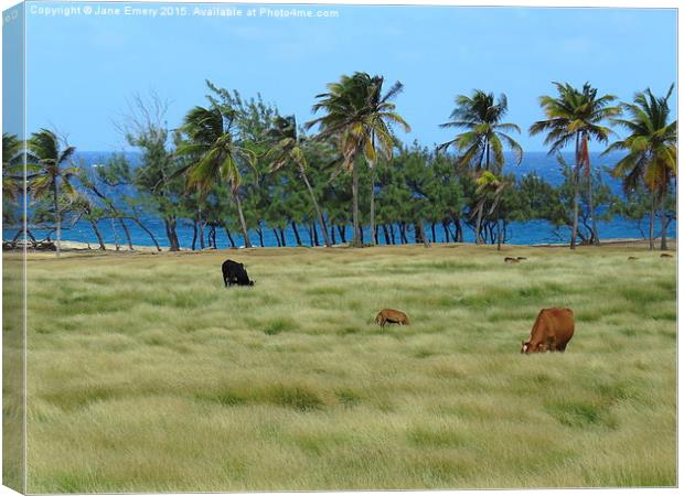  Grazing amongst the palms in Barbados Canvas Print by Jane Emery