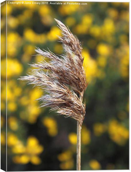  Grass Blowing in the wind Canvas Print by Jane Emery