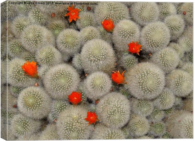 Cactus Canvas Print by Jane Emery