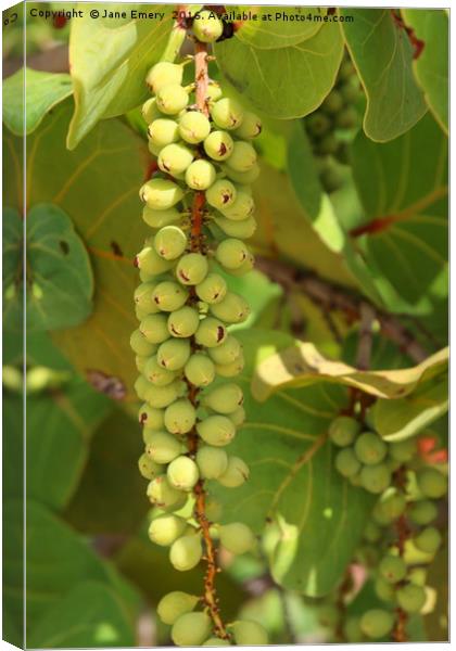 Sea Grape at Brandons Beach, Barbados Canvas Print by Jane Emery