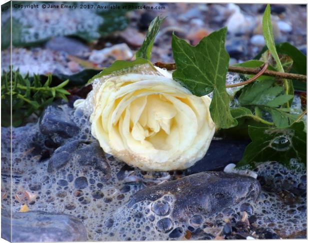 White Rose in the Ebb of the Tide Canvas Print by Jane Emery