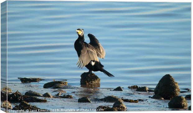 Cormorant at Low Tide Canvas Print by Jane Emery
