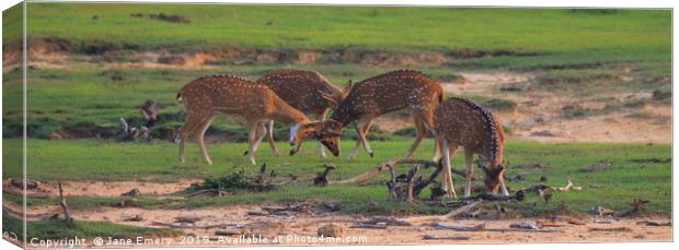 Axis Deer of Sri Lanka Canvas Print by Jane Emery