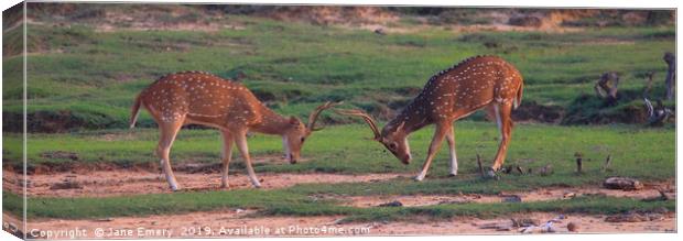 Axis Deer Rutting Bucks Canvas Print by Jane Emery