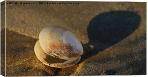 Sea Shell on the Sea Shore Canvas Print by Jane Emery