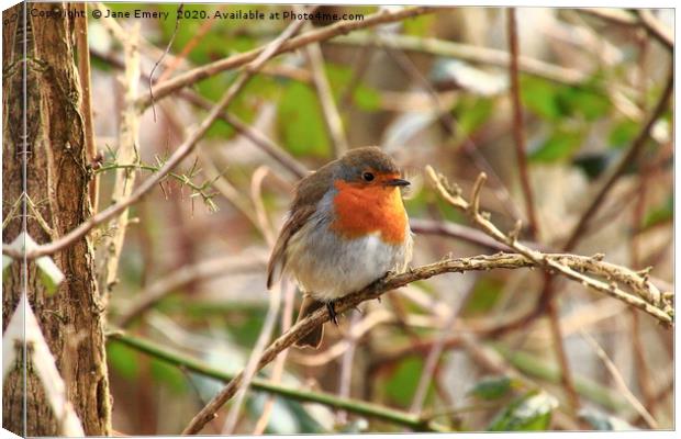 Robin Red Breast Canvas Print by Jane Emery