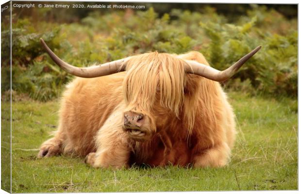 Chewing the Cud Canvas Print by Jane Emery