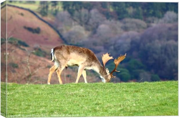 Deer Grazing at Margam Park Canvas Print by Jane Emery