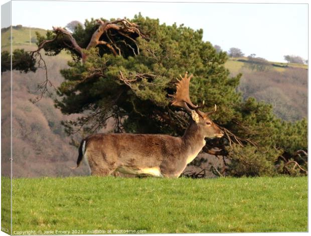 A deer standing in a grassy field Canvas Print by Jane Emery