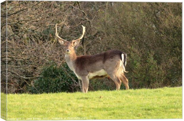 A deer standing in a field Canvas Print by Jane Emery