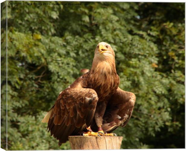 White Tailed Sea Eagle Canvas Print by Jane Emery