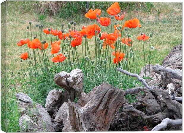  Orange poppies Canvas Print by JUDY LACEFIELD