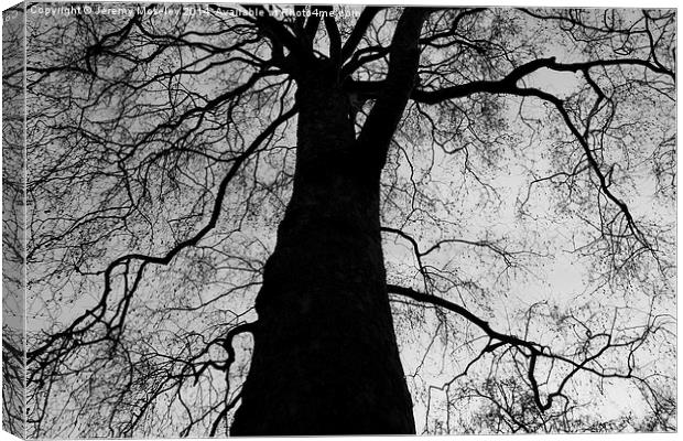  The Black Tree Canvas Print by Jeremy Moseley