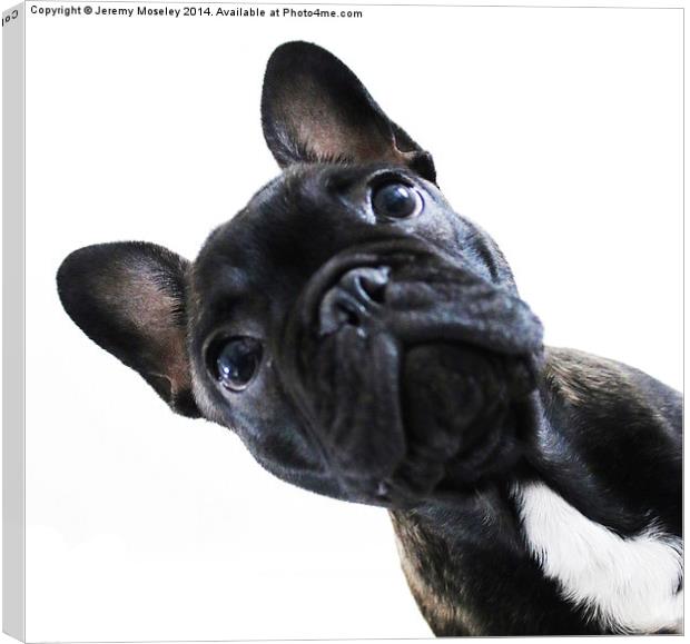 French Bulldog Canvas Print by Jeremy Moseley