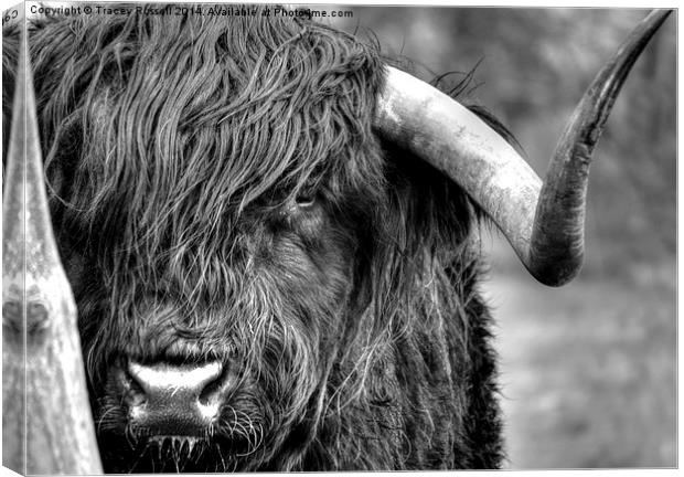  A Highland Cow Canvas Print by Tracey Russell