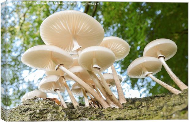 Porcelain Fungus   Canvas Print by Emily Murdoch