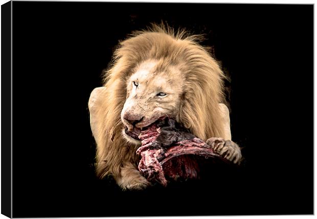  Lion's Lunch Canvas Print by Louise Wilden