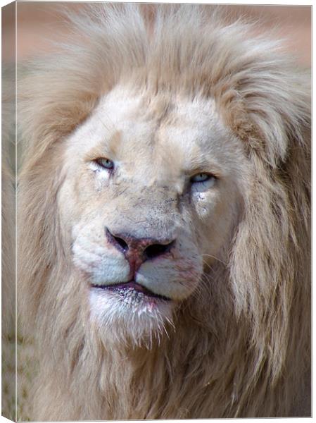  The King of the Jungle Canvas Print by Louise Wilden